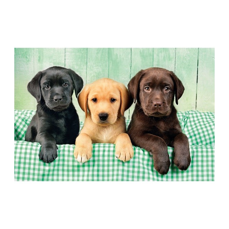 Clementoni Three Labrador Jeu de puzzle 1000 pièce(s) Animaux