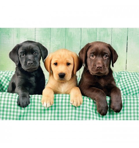 Clementoni Three Labrador Jeu de puzzle 1000 pièce(s) Animaux